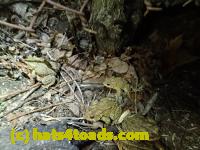 /home//u458753944/public_html/sourcegallery//Roxborough Toad Detour/2013-2019/2017/P4110703.JPG